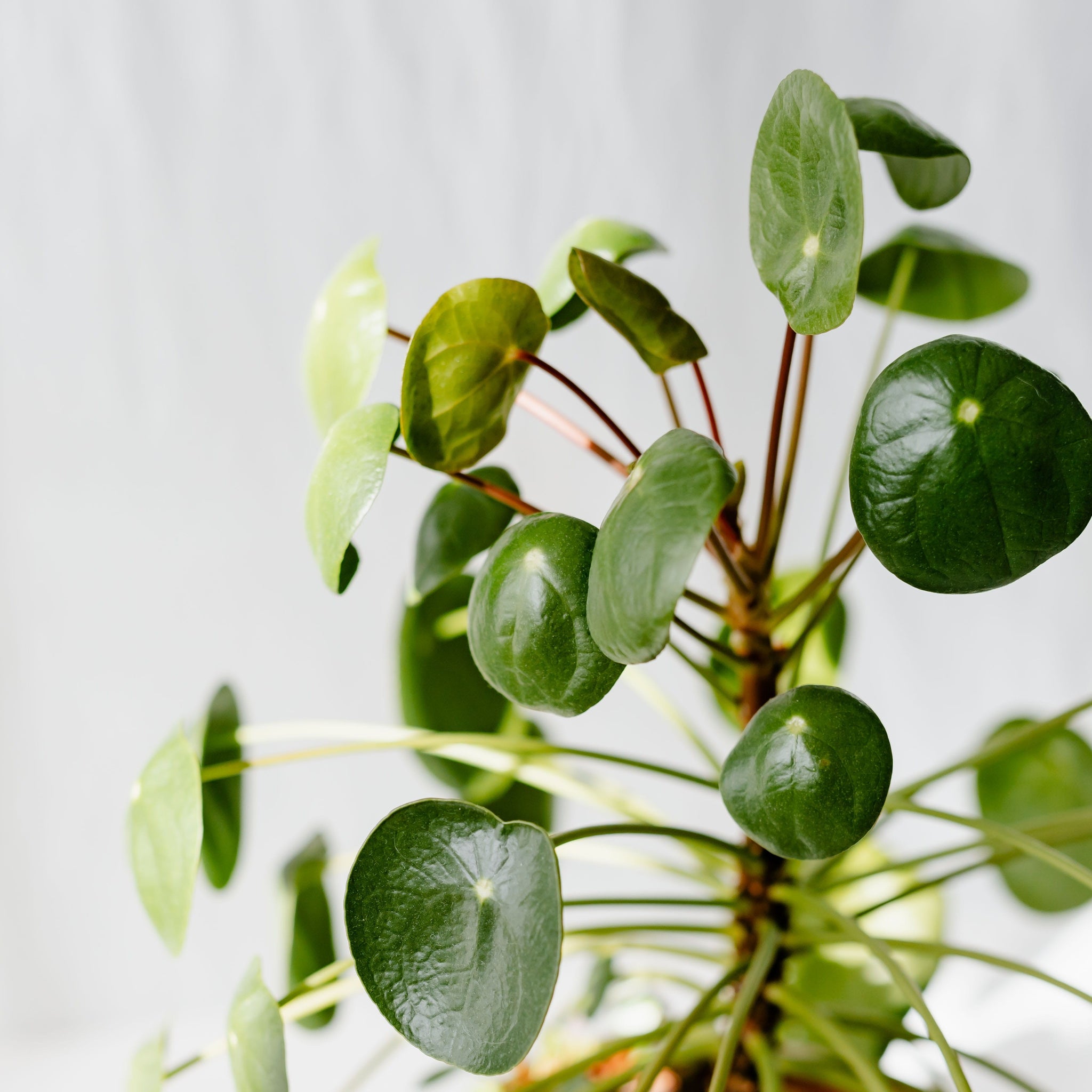 Pliea Peperomioides